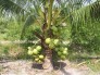 Chuyên cung cấp giống cây dừa xiêm