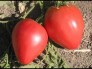 Hạt Giống cà chua hình trái tim màu đỏ rất có 1 ko 2