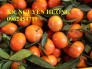 Chuyên cung cấp giống cây cam