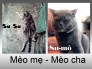 Tp.HCM Bán mèo Anh Lông Ngắn (ALN) thuần chủng xinh xắn