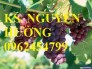 Chuyên cung cấp giống cây nho pháp, nho mỹ, nho đỏ, nho đen, nho xanh