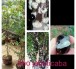 Cây giống nho Jabuticaba ăn ngon bổ dưỡng