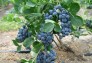 Cây giống việt quất ( blueberry)