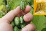 Hạt giống dưa hấu mini ( MEXICO)