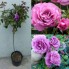 Hoa hồng thân gỗ - shocking blue rose