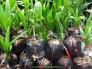 Cây Dừa Xiêm Lùn Xanh