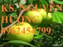 Chuyên cung cấp giống táo thái lan, táo đại, táo đài loan, táo đào vàng