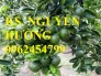 Chuyên cung cấp giống cây cam sành chất lượng cao