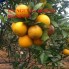 Chuyên cung cấp giống cây cam v2 chất lượng cao