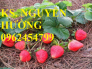 Chuyên cung cấp giống cây dâu tây chất lượng cao