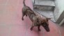 Chó Phú Quốc Huyền Đề, Xoáy Kiếm 6 tháng tuổi