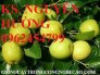 Chuyên cung cấp giống cây táo đào vàng chất lượng cao