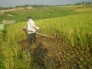 Cung cấp máy gặt lúa mini cải tiến, máy gặt lúa honda GX35 giá rẻ