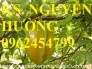 Chuyên cung cấp giống cây khế ngọt