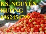 Chuyên cung cấp giống cây sơ ri (sơri) chất lượng cao