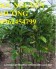 Chuyên cung cấp giống cây chay