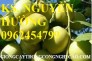 Chuyên cung cấp giống cây táo chua gia lộc chuẩn giống