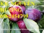 Chuyên cung cấp giống cây mận tam hoa chuẩn giống