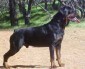 Phối giống rottweiler đức dòng đại Bình Dương