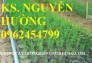 Chuyên cung cấp cây giống và hạt giống măng tây xanh đảm bảo chất lượng