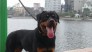 Phối giống Rottweiler đức dòng đại