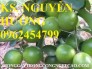 Chuyên cung cấp giống cây chanh đào và sản phẩm chanh đào chất lượng cao