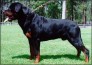Phối giống Rott Bình Dương