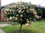Hoa hồng thân gỗ Tree rose- bà hoàng của các loại hoa