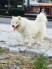 Bán chó alaska bông tuyết trắng !
