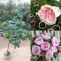 Hoa hồng thân gỗ - rosalind rose