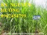 Chuyên cung cấp giống cỏ VA06 chất lượng cao