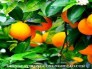 Chuyên cung cấp giống cây cam v2 uy tín chất lượng cao