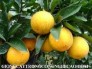 Bán giống cây cam vinh tốt giá rẻ, cam vinh chuẩn giống f1, cam kết chất lượng đến khi cây ra quả