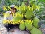 Chuyên cung cấp giống cây mít không hạt chất lượng cao