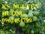 Chuyên cung cấp giống táo đại chất lượng cao