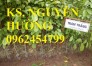 Chuyên cung cấp giống cây trám trắng chất lượng cao