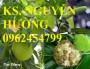 Chuyên cung cấp giống cây sa kê (sake) chất lượng cao