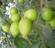 Chuyên cung cấp giống cây táo thái lan, táo đại, táo đào vàng, táo chua gia lộc,táo ngọt H12 uy tín chất lượng cao