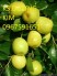 Chuyên cung cấp giống cây táo đào vàng  uy tín chất lượng cao