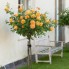 Bộ đôi hồng thân gỗ Tree rose và hồng leo tuyệt đẹp