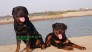 Phối giống Rottweiler Dĩ An Binh Dương, thuần chủng