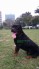 Rottweiler đức Dĩ An ,trại Rott Thanh nguyen