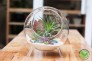 Terrarium cây không khí cầu 3 chân