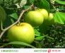 Chuyên cung cấp cây giống táo các loại: Táo thái lan, táo đài loan, táo đào vàng, táo chua gia lộc, táo h12, táo d28, táo đại chuẩn giống, sạch bệnh, chất lượng cao