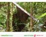 Hàng hiếm - Mật ong rừng U Minh chính gốc tại HCM