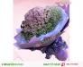 Mãi mãi 1 tình yêu - Forever TY087