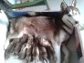 Husky Siberia Giá Rẻ Cho Những Ai Yêu Thú Cưng