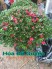 Hạt Giống Hoa Củ Quả Đặc Biệt
