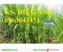 Chuyên cung cấp hom giống cỏ chăn nuôi va06 số lượng lớn, chất lượng cao
