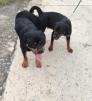 Phối giống Rottweiler đức